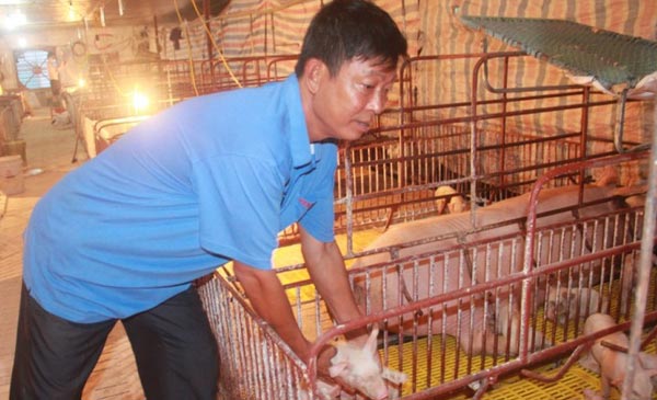Ông Nguyễn Văn Thu đang chăm sóc đàn lợn được nuôi theo hệ thống hiện đại, mỗi năm mang lại cho ông hàng tỷ đồng Ông Nguyễn Văn Thu đang chăm sóc đàn lợn được nuôi theo hệ thống hiện đại, mỗi năm mang lại cho ông hàng tỷ đồng