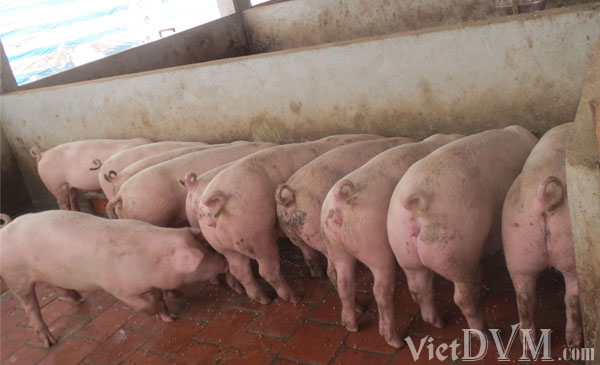 Giá heo hơi tại khu vực Miền Nam tiếp tục giảm Giá heo hơi tại khu vực Miền Nam tiếp tục giảm