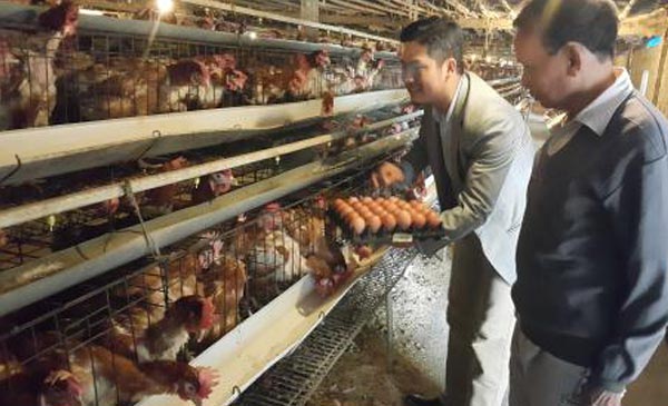 Giá thức ăn chăn nuôi và nguyên liệu trong nước tương đối ổn định. Ảnh: Thu Hương/TTXVN Giá thức ăn chăn nuôi và nguyên liệu trong nước tương đối ổn định. Ảnh: Thu Hương/TTXVN