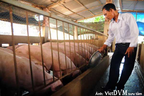 Ông Vy Hướng Mạnh tại trại chăn nuôi heo VietGAP ở huyện Thống Nhất, Đồng Nai - Ảnh: A Lộc / Báo Tuổi Trẻ. Ông Vy Hướng Mạnh tại trại chăn nuôi heo VietGAP ở huyện Thống Nhất, Đồng Nai - Ảnh: A Lộc / Báo Tuổi Trẻ.