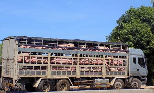 Hàng ngày trên QL 1A nhiều xe tải chở heo dừng trên địa bàn tỉnh Phú Yên tắm heo, sau đó tiếp tục hành trình chở ra Bắc Hàng ngày trên QL 1A nhiều xe tải chở heo dừng trên địa bàn tỉnh Phú Yên tắm heo, sau đó tiếp tục hành trình chở ra Bắc