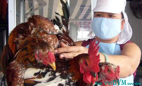 Tài chính trong lĩnh vực thú y Tài chính trong lĩnh vực thú y