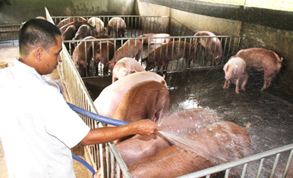 Các hộ chăn nuôi nhỏ lẻ thường bị thương lái Trung Quốc ép giá hơn những trang trại lớn. Trong ảnh: Một trang trại chăn nuôi ở huyện Trảng Bom. Các hộ chăn nuôi nhỏ lẻ thường bị thương lái Trung Quốc ép giá hơn những trang trại lớn. Trong ảnh: Một trang trại chăn nuôi ở huyện Trảng Bom.