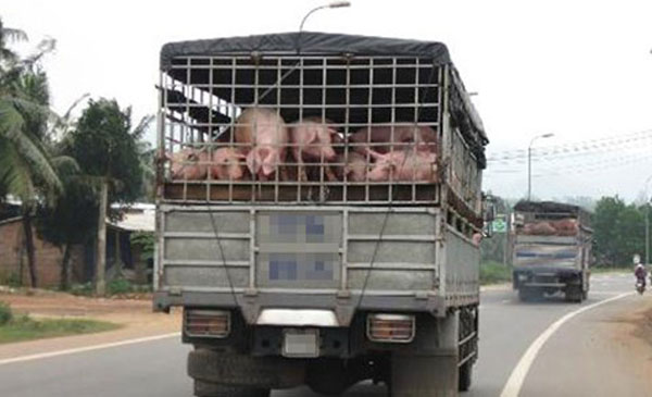 Việc xuất khẩu lợn mỡ sang Trung Quốc vẫn là tiểu ngạch Việc xuất khẩu lợn mỡ sang Trung Quốc vẫn là tiểu ngạch