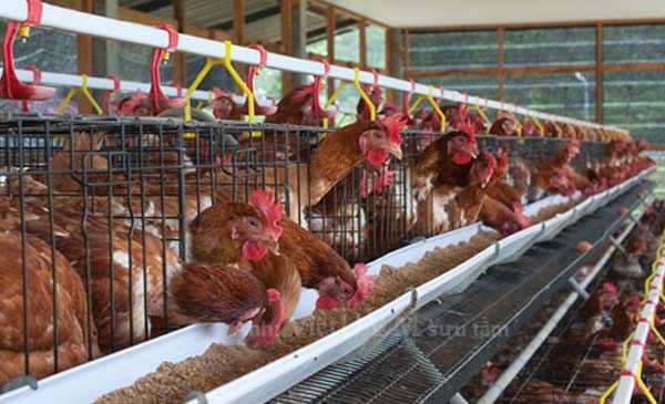 Một ô lồng nhỏ thường có từ 3-4 con được nhốt chung với nhau. Chúng chỉ có thể ăn, uống và đẻ trứng mà không có không gian để vận động Một ô lồng nhỏ thường có từ 3-4 con được nhốt chung với nhau. Chúng chỉ có thể ăn, uống và đẻ trứng mà không có không gian để vận động