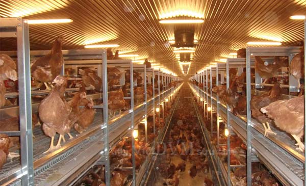 Gà tự do di chuyển, hoạt động tùy thích trong một khoảng không rộng rãi, thoải mái Gà tự do di chuyển, hoạt động tùy thích trong một khoảng không rộng rãi, thoải mái