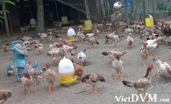 Lợi nhuận chăn nuôi gà thả vườn luôn phụ thuộc vào rẩt nhiều yếu tố Lợi nhuận chăn nuôi gà thả vườn luôn phụ thuộc vào rẩt nhiều yếu tố