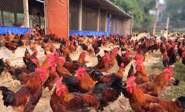 Lợi thế trong chăn nuôi gà thả vườn ở nước ta Lợi thế trong chăn nuôi gà thả vườn ở nước ta