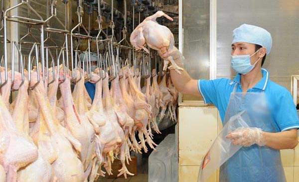 Đóng gói sản phẩm thịt gà để cung cấp ra thị trường. (Ảnh: An Hiếu/TTXVN) Đóng gói sản phẩm thịt gà để cung cấp ra thị trường. (Ảnh: An Hiếu/TTXVN)