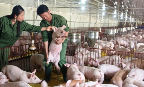 HTX chăn nuôi lợn nái của chị Hằng là mô hình điển hình phát triển kinh tế trong xây dựng NTM ở Hà Tĩnh HTX chăn nuôi lợn nái của chị Hằng là mô hình điển hình phát triển kinh tế trong xây dựng NTM ở Hà Tĩnh