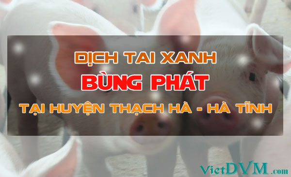 Hà Tĩnh xuất hiện dịch tai xanh ở lợn Hà Tĩnh xuất hiện dịch tai xanh ở lợn
