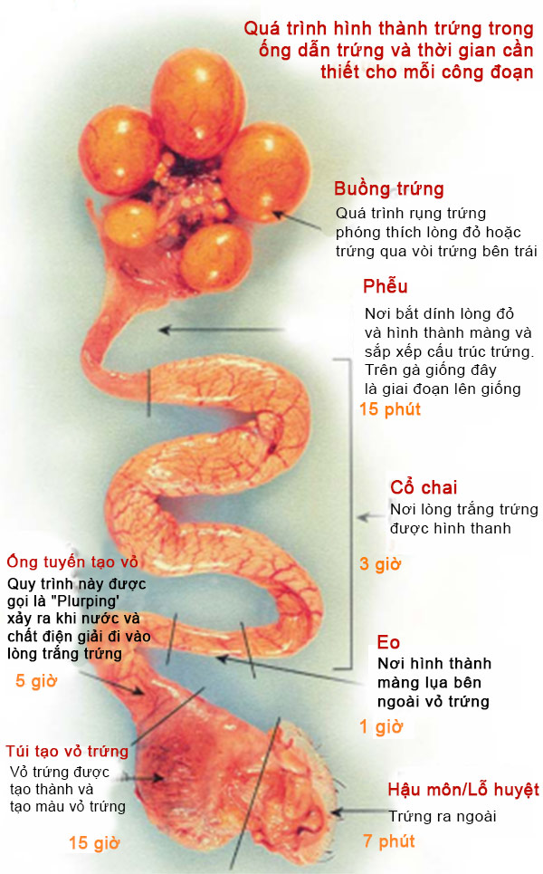 Cấu tạo ống dẫn trứng và thời gian hình thành quả trứng Cấu tạo ống dẫn trứng và thời gian hình thành quả trứng
