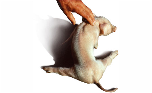 Một chú heo con mắc bệnh do E.coli gây ra Một chú heo con mắc bệnh do E.coli gây ra