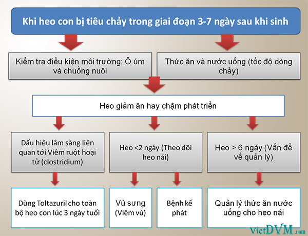 Quá trình kiểm soát bệnh tiêu chảy ở heo con theo mẹ từ 3 đến 7 ngày.