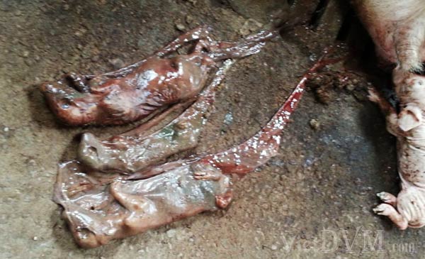 Thai gỗ với nhiều kích thước khác nhau gây ra bởi Parvovirus và heo đẻ non do PRRS Thai gỗ với nhiều kích thước khác nhau gây ra bởi Parvovirus và heo đẻ non do PRRS