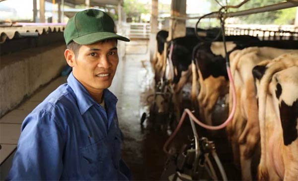 Nhờ bò sữa mà các hộ dân nơi đây đổi đời, trở thành tỷ phú với thu nhập trung bình mỗi hộ 35-40 triệu đồng/tháng Nhờ bò sữa mà các hộ dân nơi đây đổi đời, trở thành tỷ phú với thu nhập trung bình mỗi hộ 35-40 triệu đồng/tháng