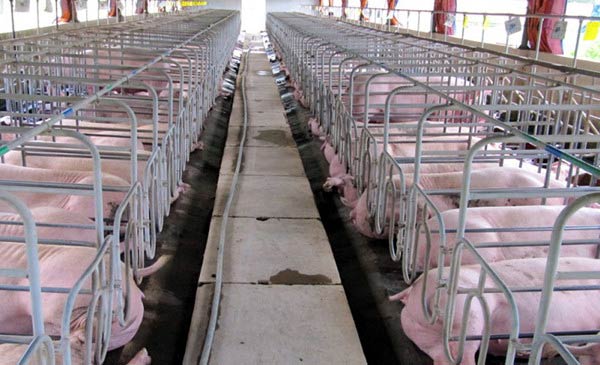 Trung Quốc “kiểm soát” giá heo hơi ở Việt Nam Trung Quốc “kiểm soát” giá heo hơi ở Việt Nam