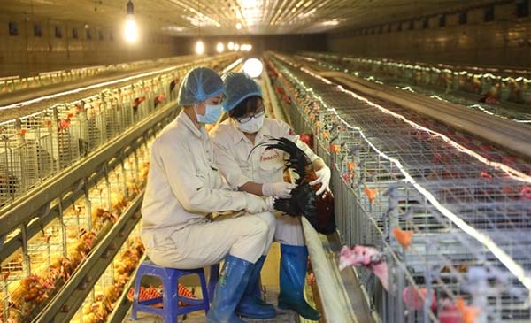 Chăn nuôi phải ra biển lớn, hướng tới thị trường 7 tỉ dân của thế giới Chăn nuôi phải ra biển lớn, hướng tới thị trường 7 tỉ dân của thế giới