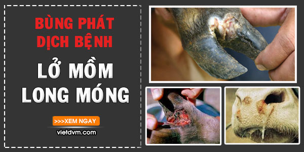 Dịch lở mồm long móng bùng phát trên bò tại Đắk Lắk Dịch lở mồm long móng bùng phát trên bò tại Đắk Lắk
