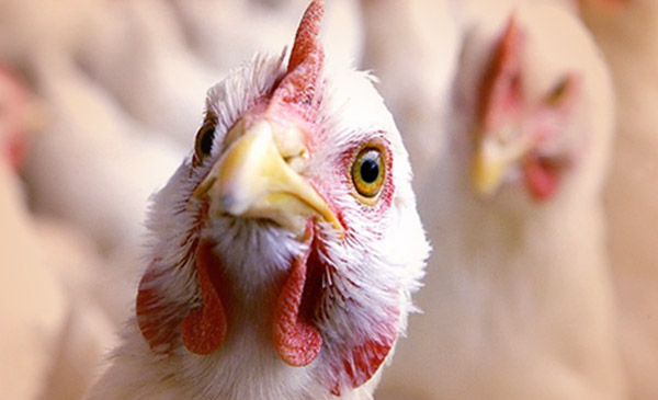 Nghiên cứu theo dõi dịch cúm gia cầm H5N8 trên toàn cầu. Nghiên cứu theo dõi dịch cúm gia cầm H5N8 trên toàn cầu.