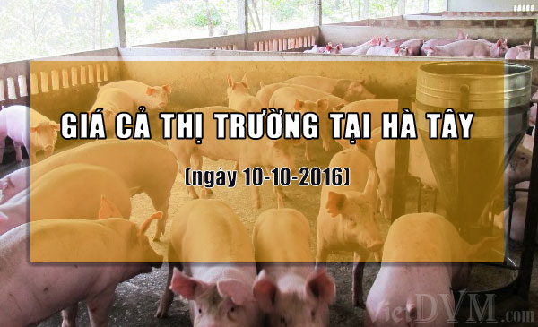 Cập nhật giá cả thị trường tại Hà Tây (cũ) Cập nhật giá cả thị trường tại Hà Tây (cũ)