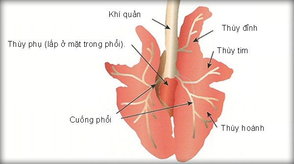 Ảnh 1: Cấu tạo phổi heo – theo Leneveu và cộng sự, 2009 Ảnh 1: Cấu tạo phổi heo – theo Leneveu và cộng sự, 2009