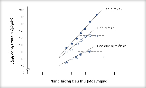 Hình 2: Mối quan hệ giữa việc tiêu thụ năng lượng và lắng đọng protein trên heo đực và heo đực thiến từ 45-90 kg (theo Campbell và các cộng sự, 1988)). Hình 2: Mối quan hệ giữa việc tiêu thụ năng lượng và lắng đọng protein trên heo đực và heo đực thiến từ 45-90 kg (theo Campbell và các cộng sự, 1988)).