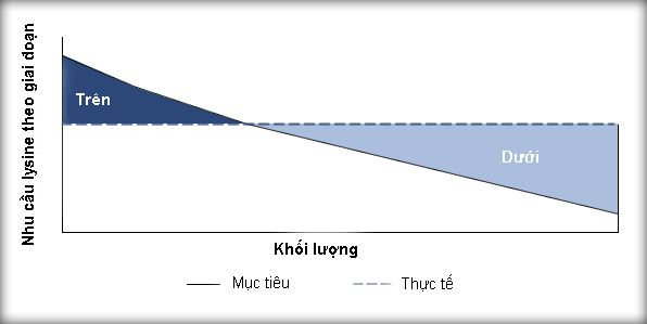 Hình 3: nhu cầu lysine theo từng giai đoạn phát triển của heo so với mức lysine trong một khẩu phần ăn bình thường Hình 3: nhu cầu lysine theo từng giai đoạn phát triển của heo so với mức lysine trong một khẩu phần ăn bình thường