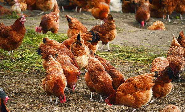 Ảnh 3: “gà đi bộ” hay gà thả vườn là đối tượng có nguy cơ nhiễm bệnh cao và khả năng lây lan sang những đối tượng khác dễ nhất Ảnh 3: “gà đi bộ” hay gà thả vườn là đối tượng có nguy cơ nhiễm bệnh cao và khả năng lây lan sang những đối tượng khác dễ nhất