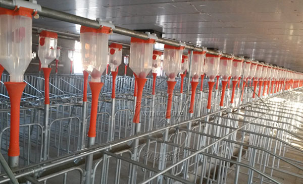 Ảnh 1: Hệ thống vận chuyển thức ăn tự động trong một trại heo Ảnh 1: Hệ thống vận chuyển thức ăn tự động trong một trại heo
