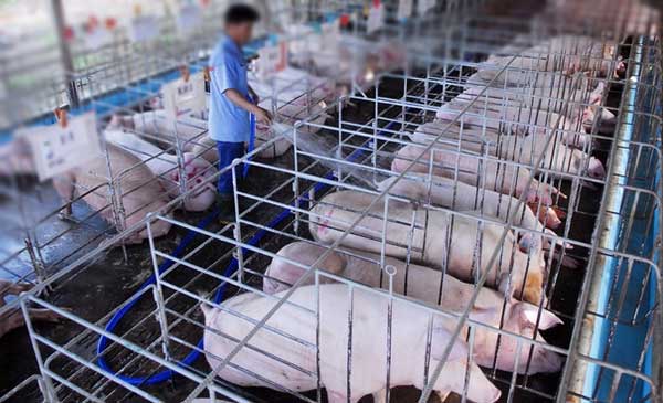 Cơ sở chăn nuôi heo được công nhận an toàn dịch bệnh động vật của bà Phùng Khánh Ngân tại xã An Phú, huyện Củ Chi, TP.HCM. Ảnh: Mạnh Linh Cơ sở chăn nuôi heo được công nhận an toàn dịch bệnh động vật của bà Phùng Khánh Ngân tại xã An Phú, huyện Củ Chi, TP.HCM. Ảnh: Mạnh Linh