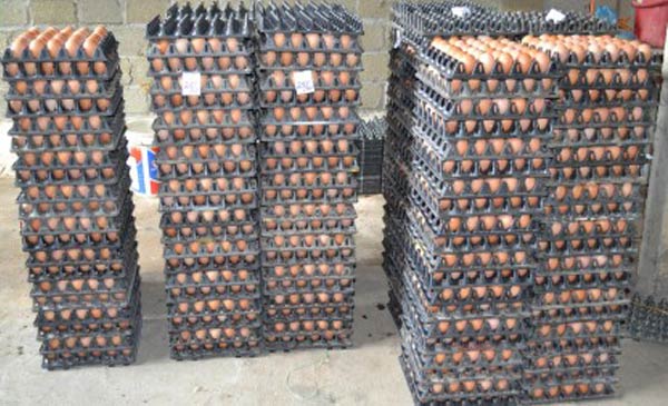 Ảnh: Sản phẩm trứng gà của HTX Ảnh: Sản phẩm trứng gà của HTX