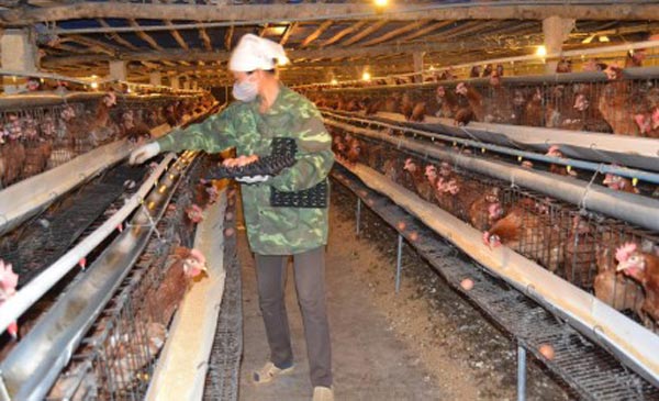 Ảnh: Trại gà đẻ trứng của HTX Ảnh: Trại gà đẻ trứng của HTX