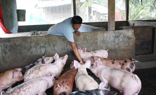Anh Bùi Văn Son đang cho đàn heo ăn. Anh Bùi Văn Son đang cho đàn heo ăn.