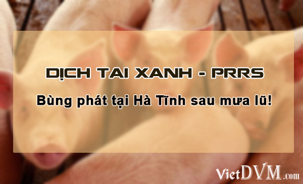 Bệnh Tai Xanh - PRRS bùng phát tại Hà Tĩnh sau mưa lũ. Bệnh Tai Xanh - PRRS bùng phát tại Hà Tĩnh sau mưa lũ.
