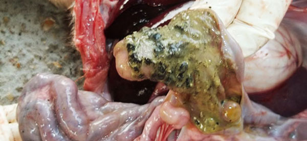 Viêm ruột hoại tử gây ra bởi vi khuẩn Salmonella typhymurium trong một con heo 5 tuần tuổi Viêm ruột hoại tử gây ra bởi vi khuẩn Salmonella typhymurium trong một con heo 5 tuần tuổi