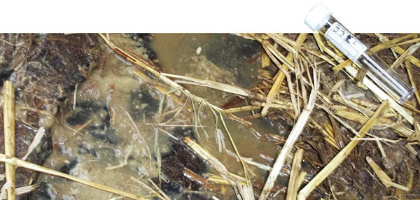 Tiêu chảy do vi khuẩn Salmonella typhimurium Tiêu chảy do vi khuẩn Salmonella typhimurium
