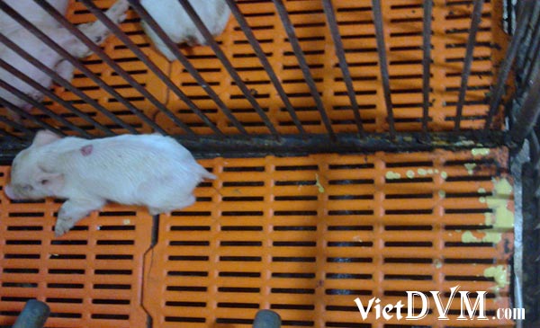 Heo con theo mẹ bị tiêu chảy nặng gây thiệt hại kinh tế Heo con theo mẹ bị tiêu chảy nặng gây thiệt hại kinh tế