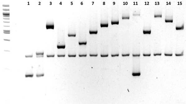 Hình 2: đặc tính của typ huyết thanh H.parasuis bằng phương pháp PCR Hình 2: đặc tính của typ huyết thanh H.parasuis bằng phương pháp PCR