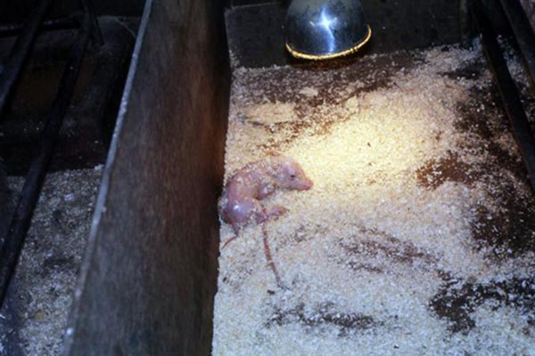 Ảnh 3: Một heo con có dây rốn dài đã được kẹp chặt lại hoặc buộc thắt nút mà chưa cắt bỏ phần phía sau Ảnh 3: Một heo con có dây rốn dài đã được kẹp chặt lại hoặc buộc thắt nút mà chưa cắt bỏ phần phía sau