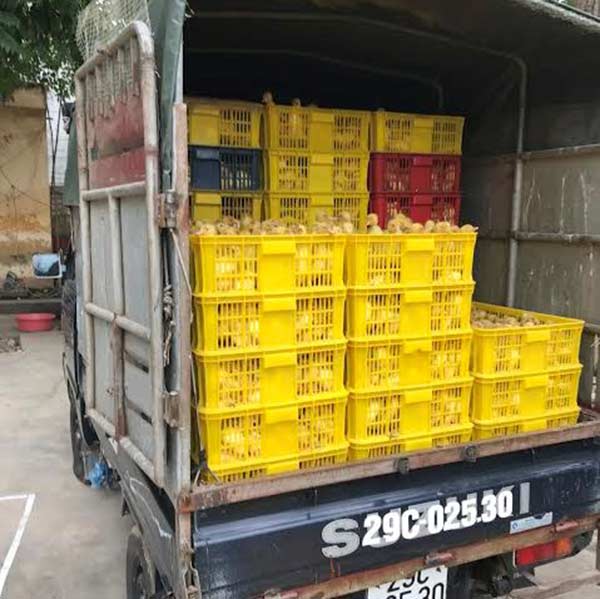 Đang vào vụ chăn nuôi nên nhu cầu giống gia cầm rất cao. Việc buôn bán vịt, gà con từ Trung Quốc có chiều hướng phức tạp. Đang vào vụ chăn nuôi nên nhu cầu giống gia cầm rất cao. Việc buôn bán vịt, gà con từ Trung Quốc có chiều hướng phức tạp.