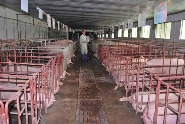Năm 2016, số lượng trang trại lợn lớn và vừa đã tăng tới 23% Năm 2016, số lượng trang trại lợn lớn và vừa đã tăng tới 23%