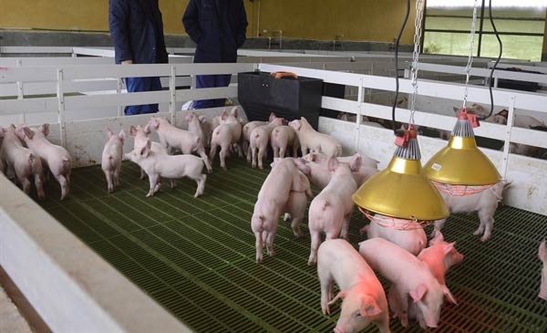Cục Chăn nuôi khuyến cáo không tăng thêm số lượng lợn nái Cục Chăn nuôi khuyến cáo không tăng thêm số lượng lợn nái