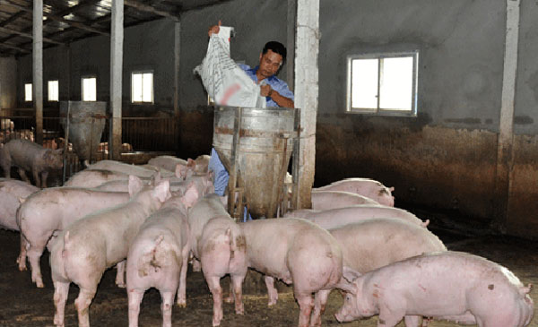Bắc Ninh công bố xuất hiện bệnh LMLM trên đàn heo (ảnh mình họa) Bắc Ninh công bố xuất hiện bệnh LMLM trên đàn heo (ảnh mình họa)