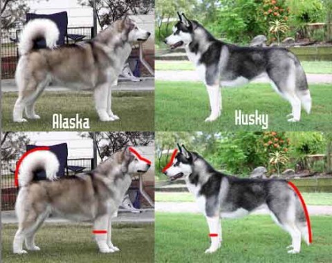 Phân biệt vóc dáng alaska và husky Phân biệt vóc dáng alaska và husky