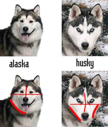 Phân biệt phần mặt Alaska và Husky Phân biệt phần mặt Alaska và Husky