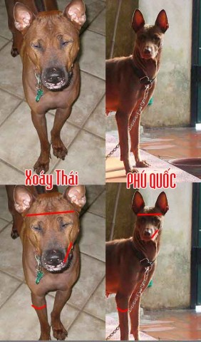 Phân biệt qua nhận diện mặt phú quốc và xoáy thái Phân biệt qua nhận diện mặt phú quốc và xoáy thái