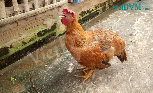 Gà ngáp, khó thở, vươn cổ thở benh ort ga ngap kho tho