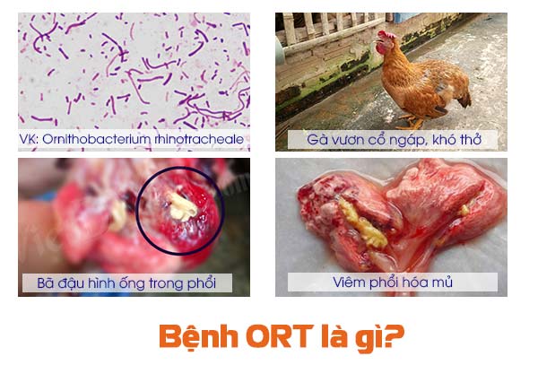 Bệnh ORT trên gà là gì? Bệnh ORT trên gà là gì?