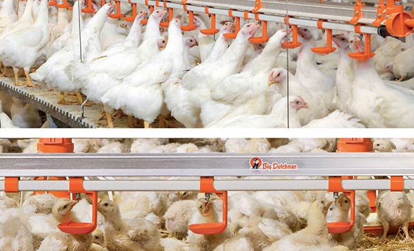 Đường ống dẫn nước tự động trong trại chăn nuôi gà công nghiệp. Đường ống dẫn nước tự động trong trại chăn nuôi gà công nghiệp.